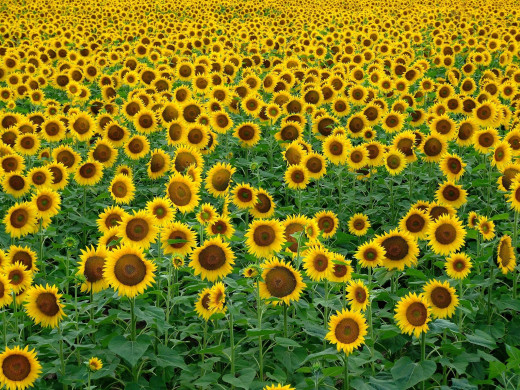 518642 (a): :2048x1536